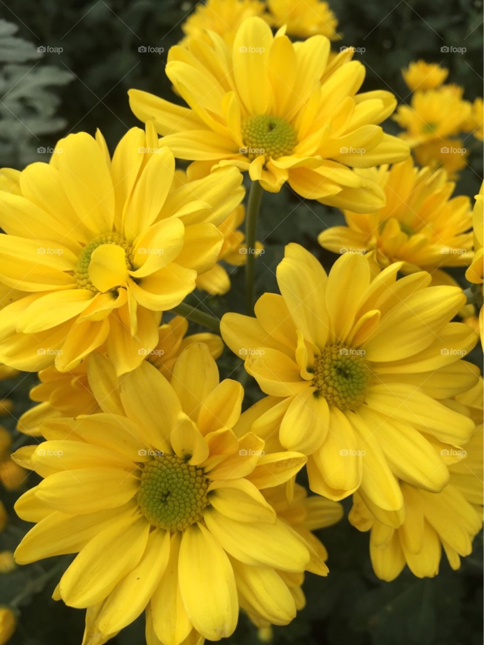 chrysanthemum flower