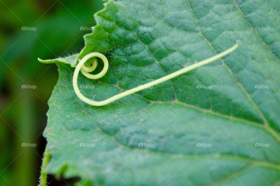 Baby tendril on a cucumber plant leaf