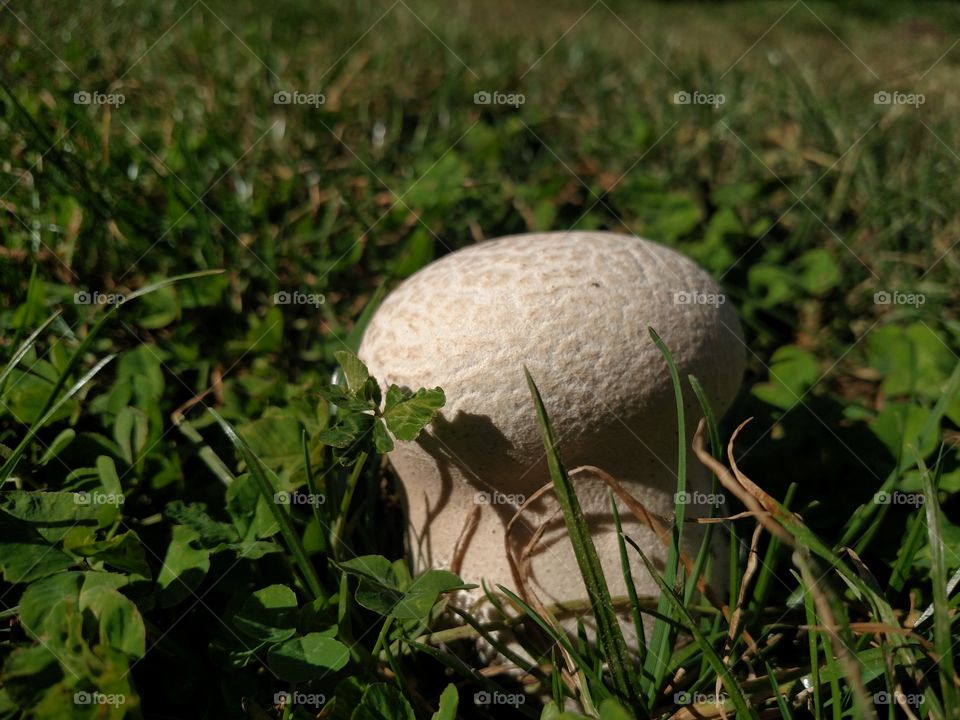 Spongy mushroom.