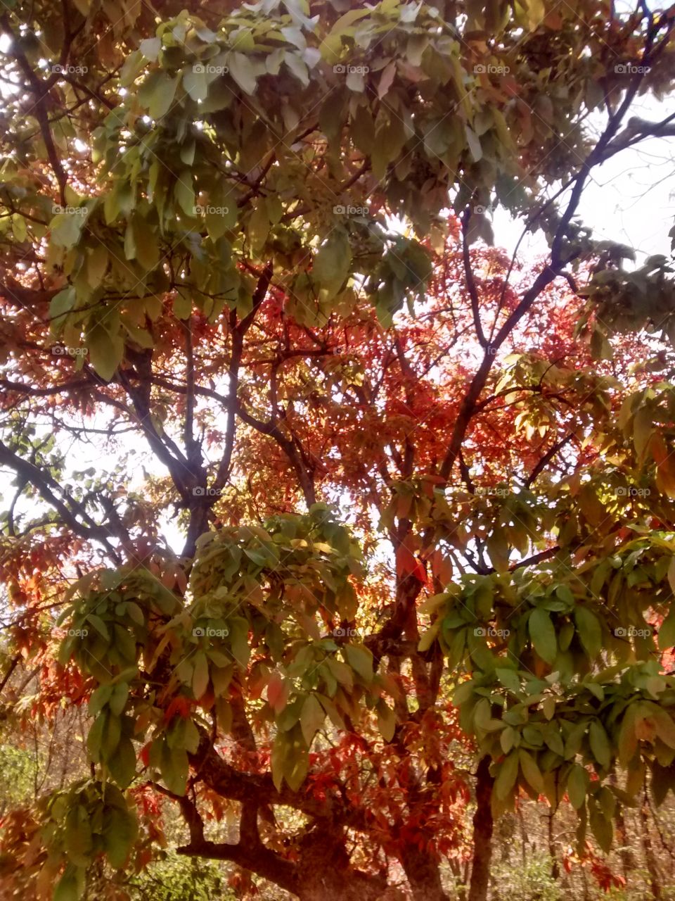 Summer time behind sun n see leaf of tree