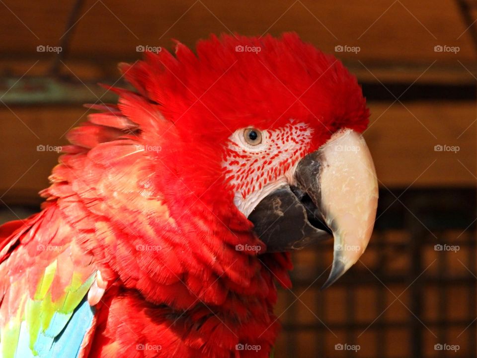 Unusual sus-pets! Colorful Parrot’s  - Male birds display a vivid green color with red and blue accents while the female birds have red and blue-purple feathers. 