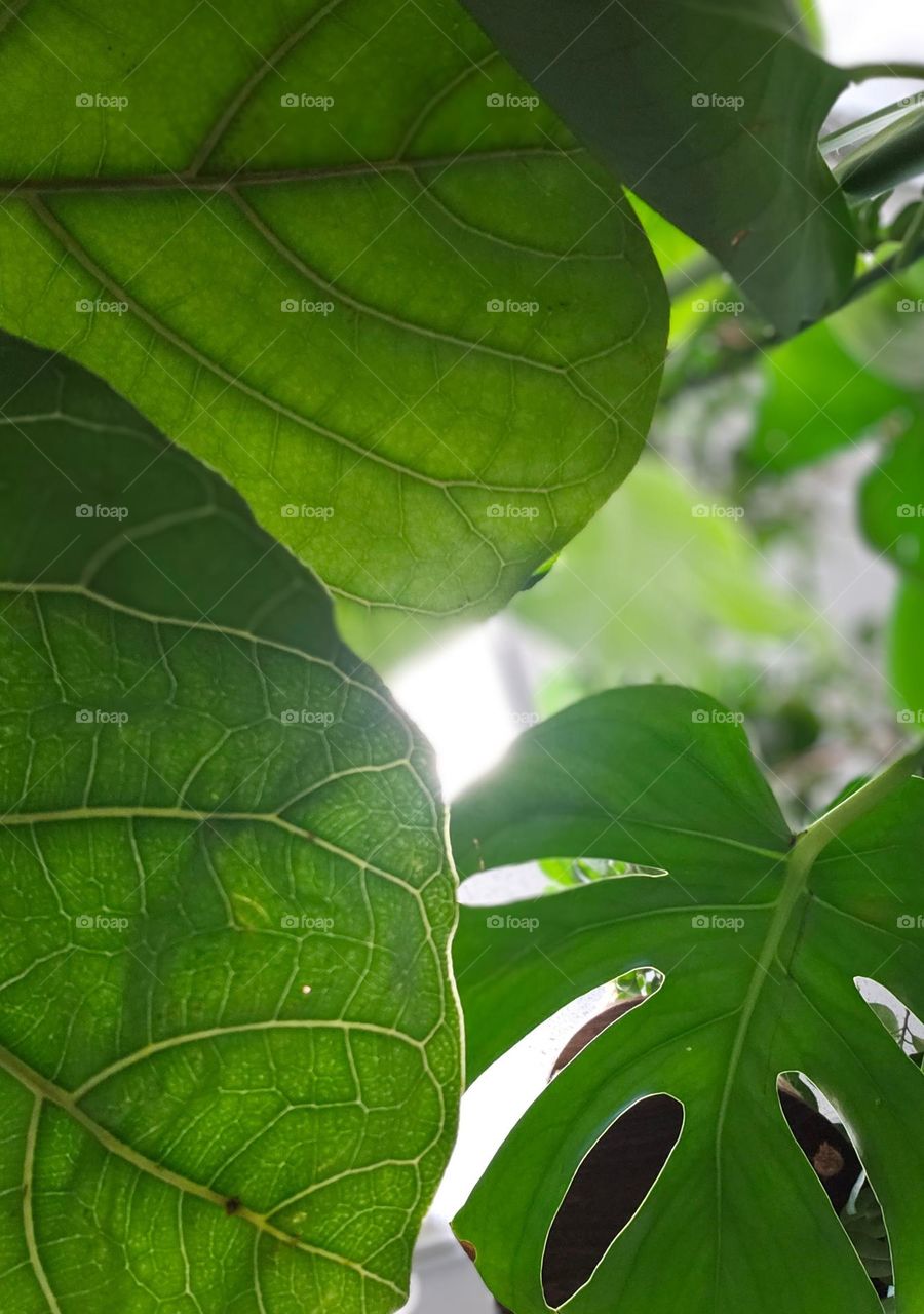 Big green leaves in Spring