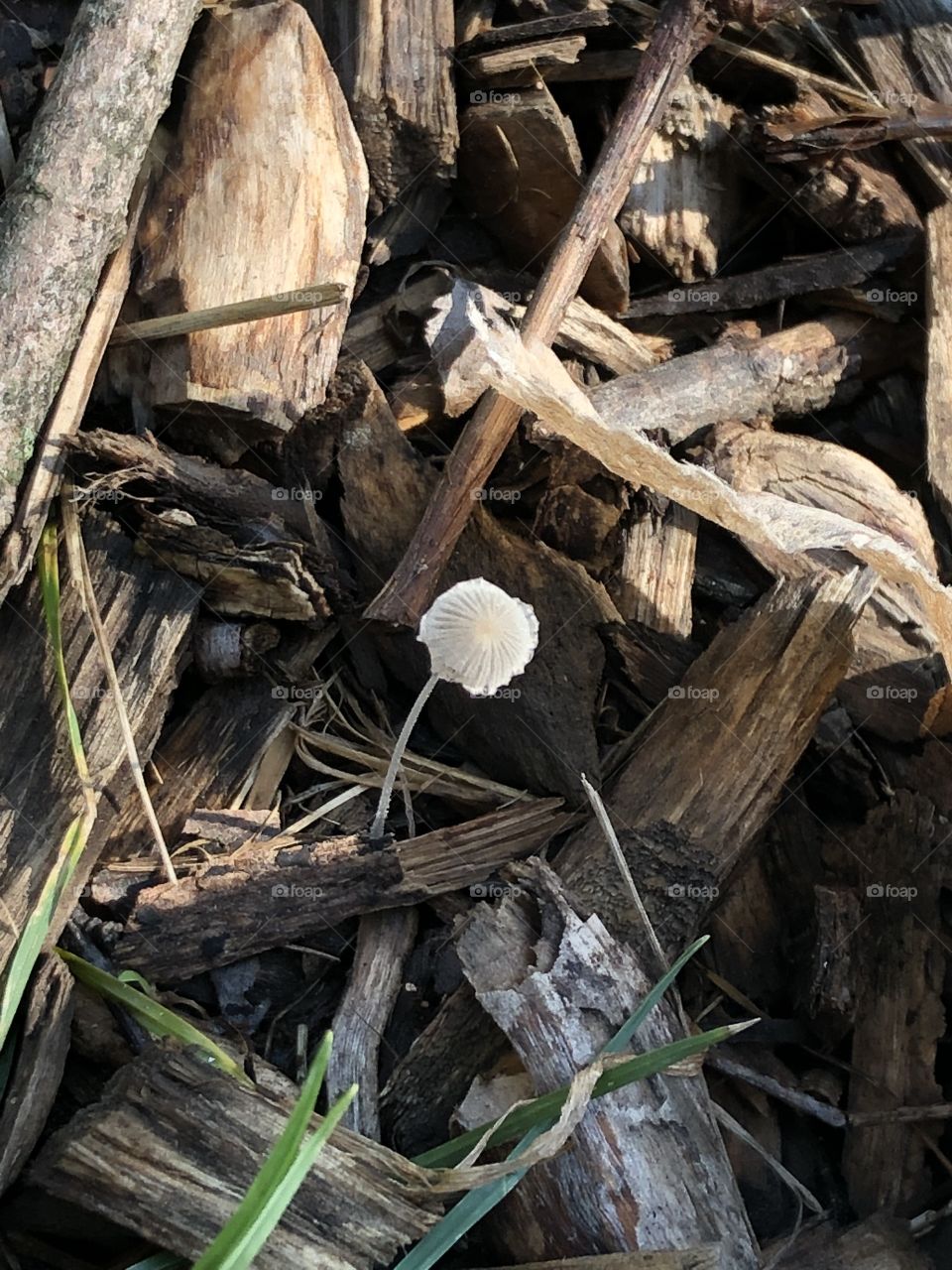 Tiny mushroom