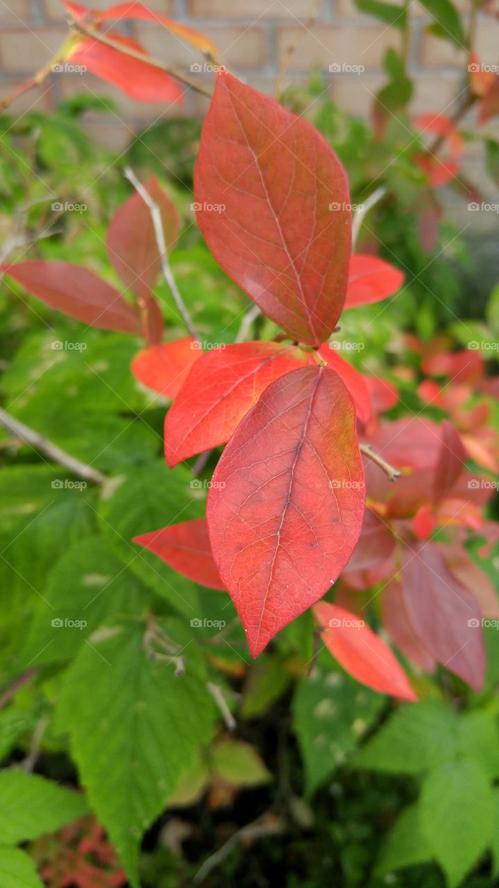 Blueberry leaves in Autumn