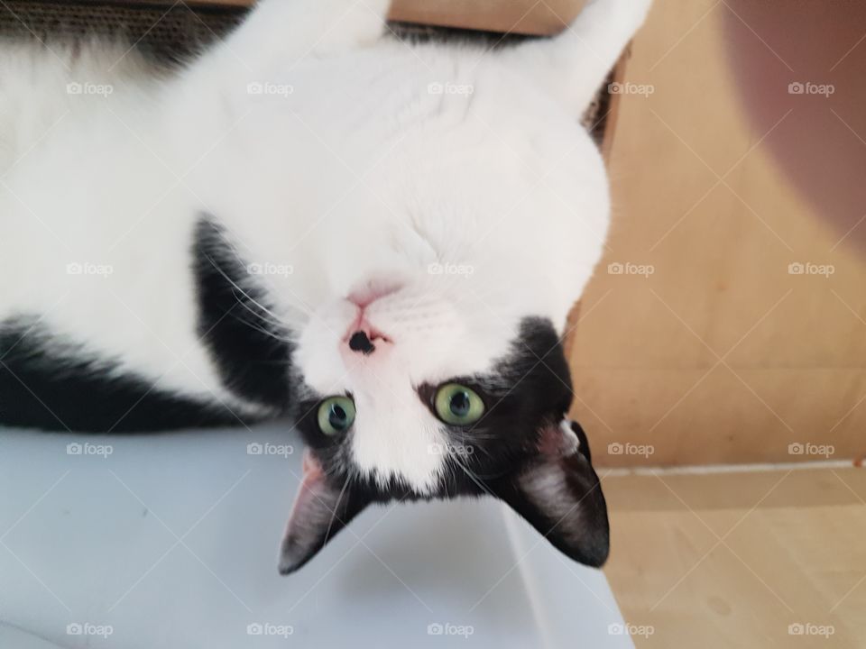 Upside down cat funny cat!!