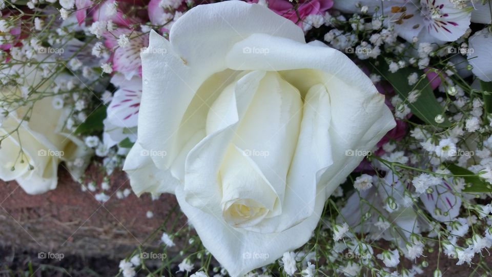 wedding rose