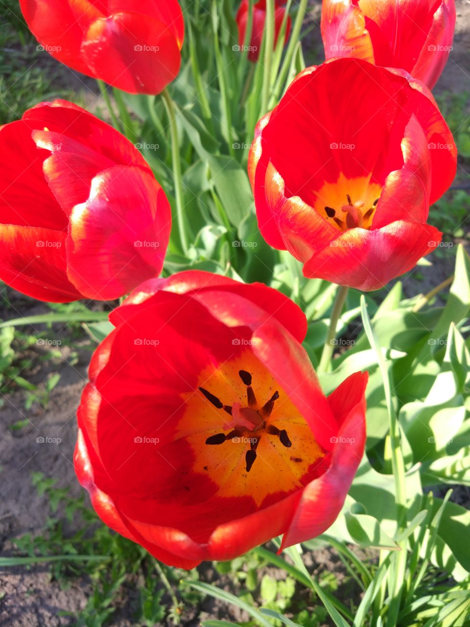 Amazing tulips