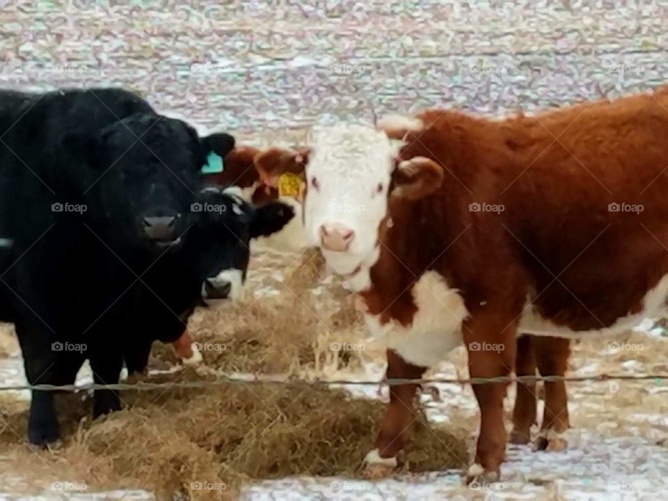 The cattle having lunch on the farm
