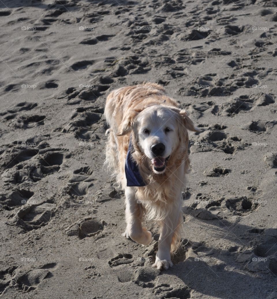 Beach dog