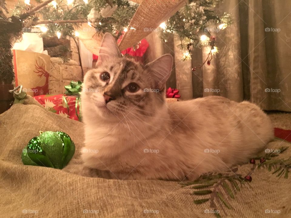 Cat under the Christmas tree 