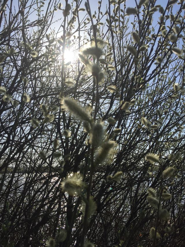 Spring willow 