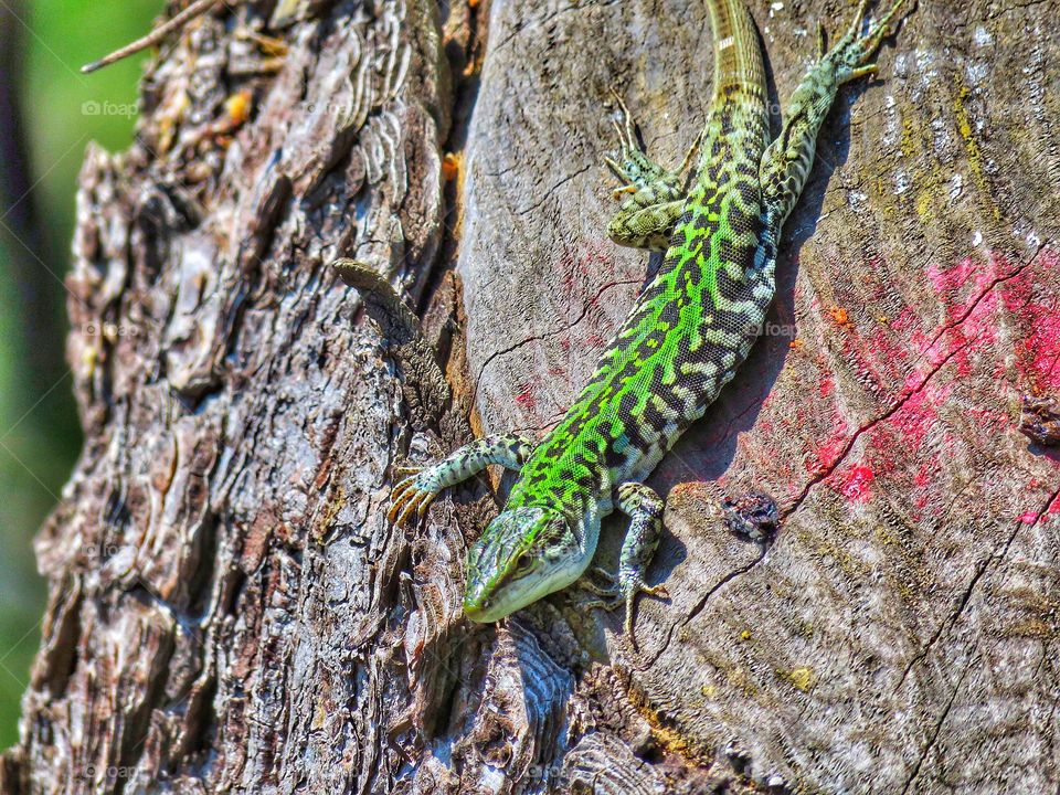 Green lizard on tree trunk