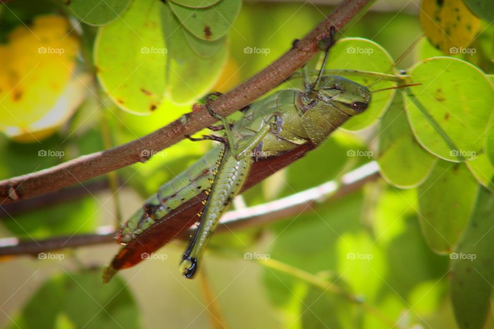 Grasshopper