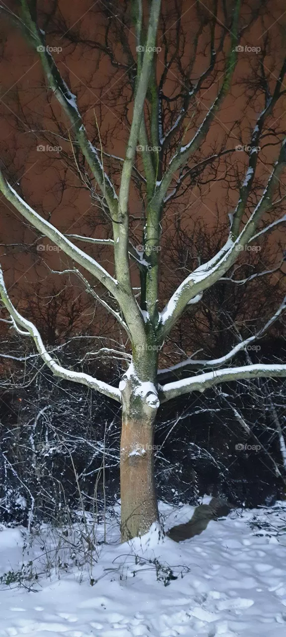 winter tree