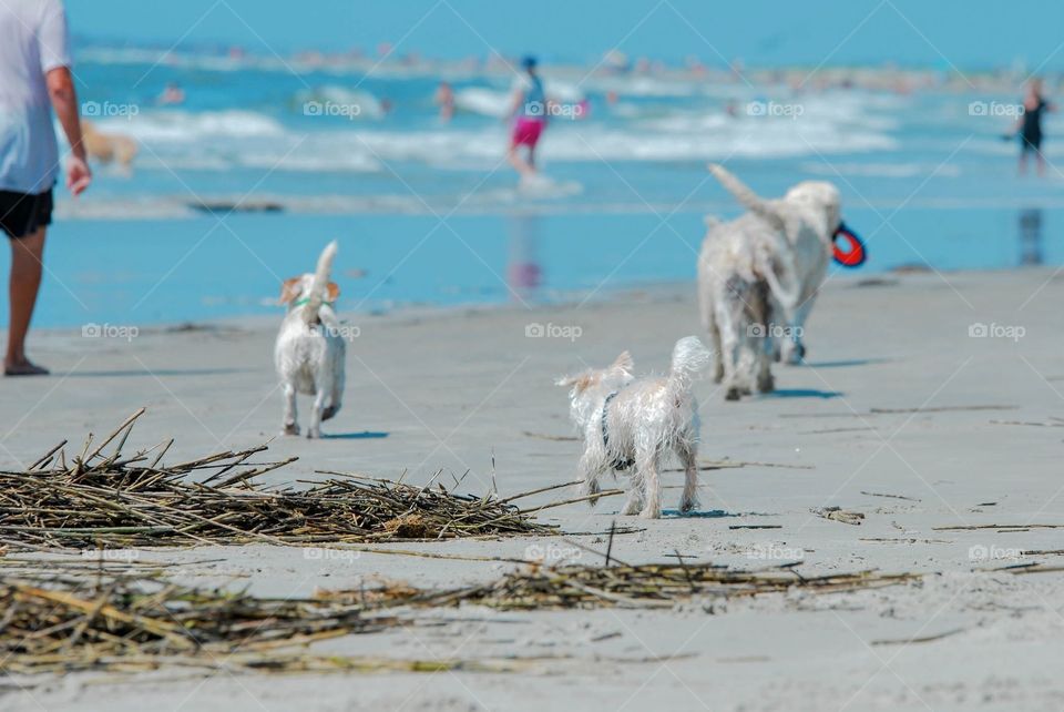 a day at the beach for the dogs