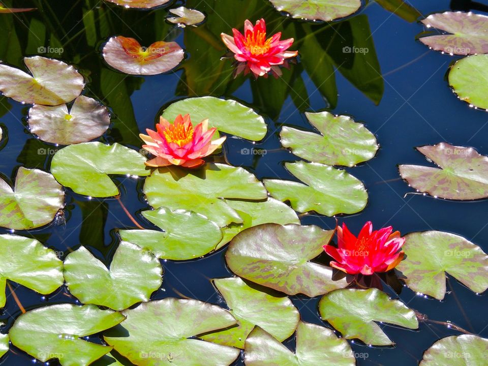 Water lilies 