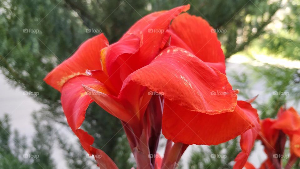 Heliamphora