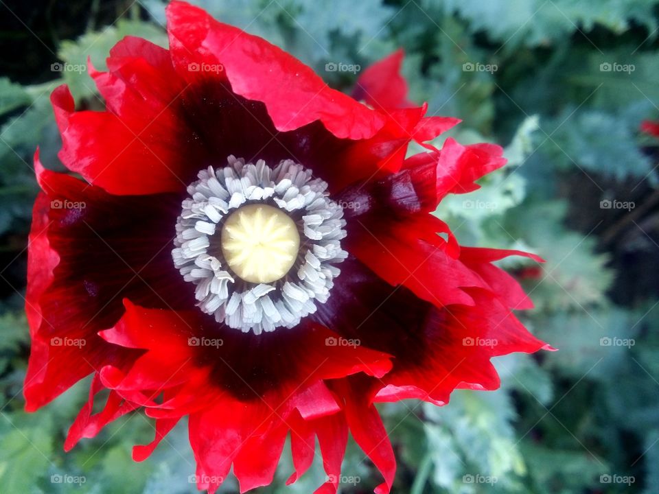 Poppy