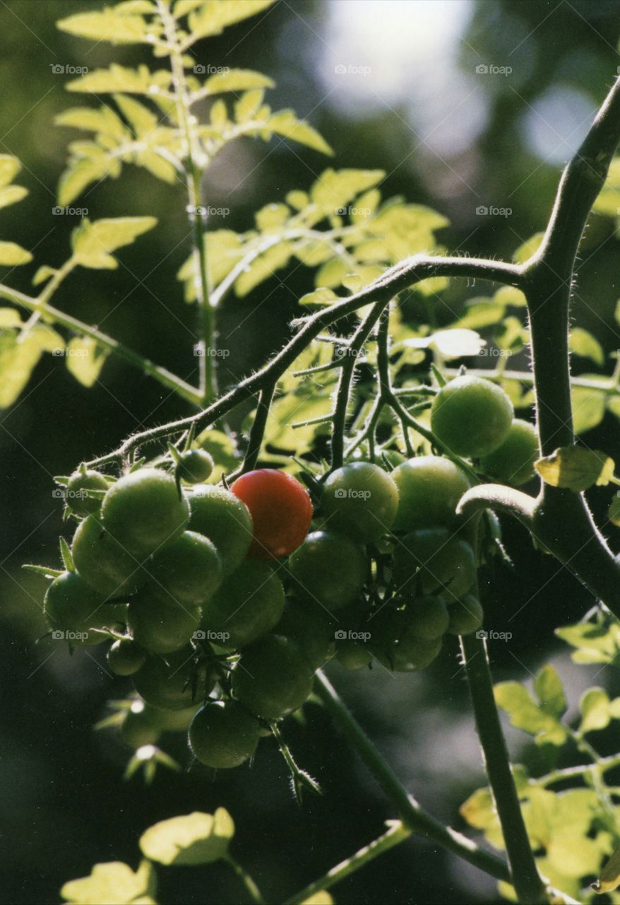 July Harvest tomato Vine  cherry