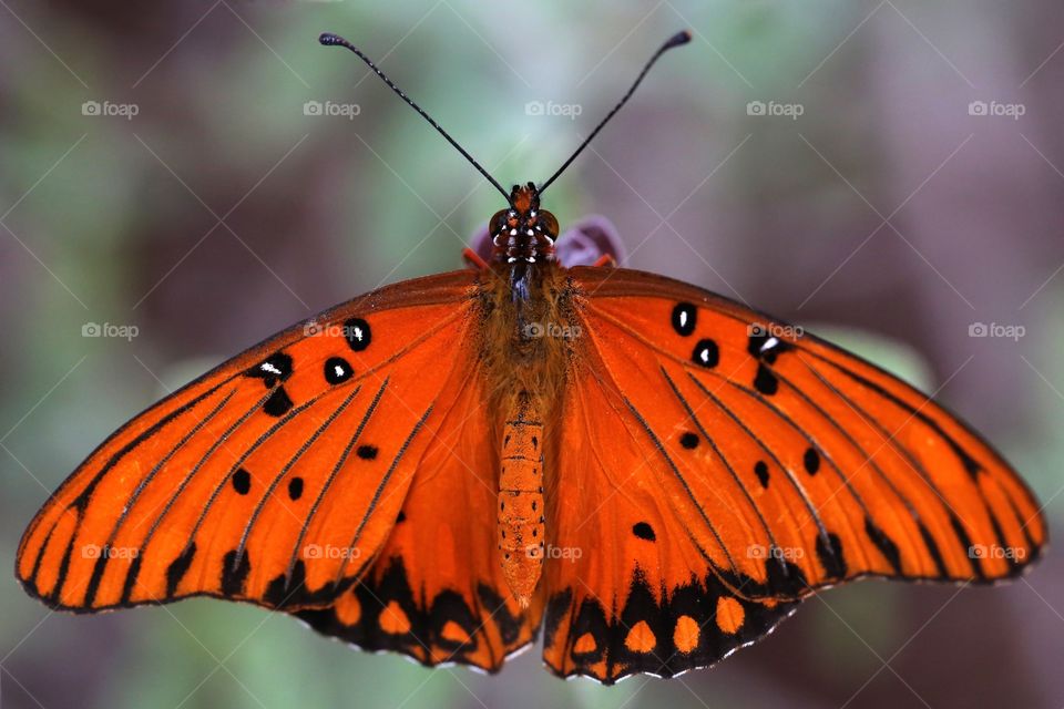 Orange butterfly with wings spread on plant