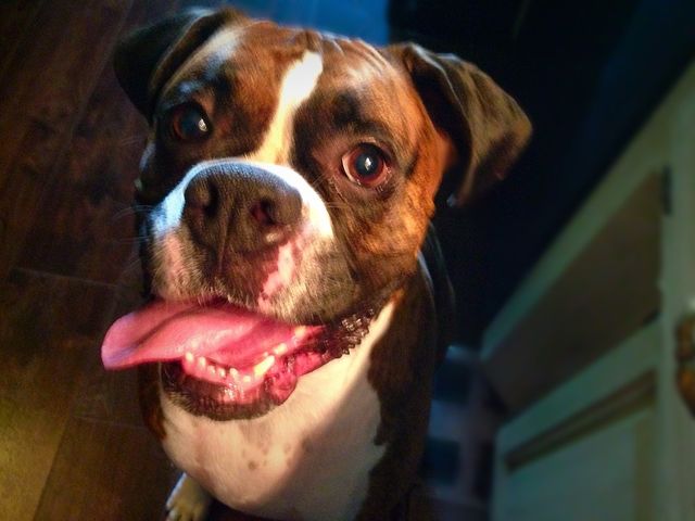 Dog's life