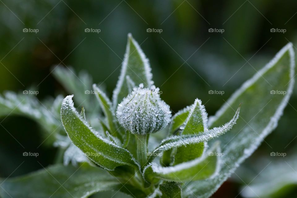 Closeup of a green frozen summer flower bud in the garden outdoors, frost on a cold day in the fall 