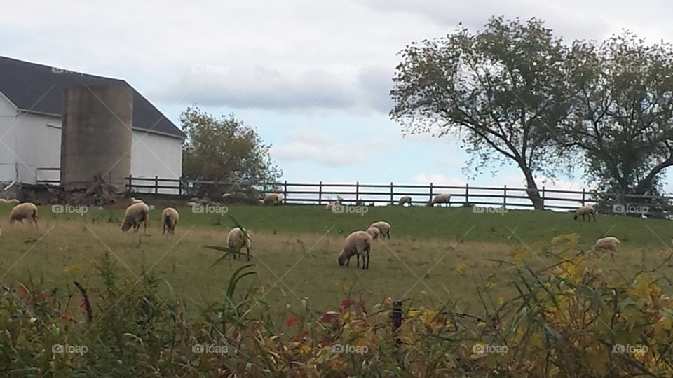 field of sheep