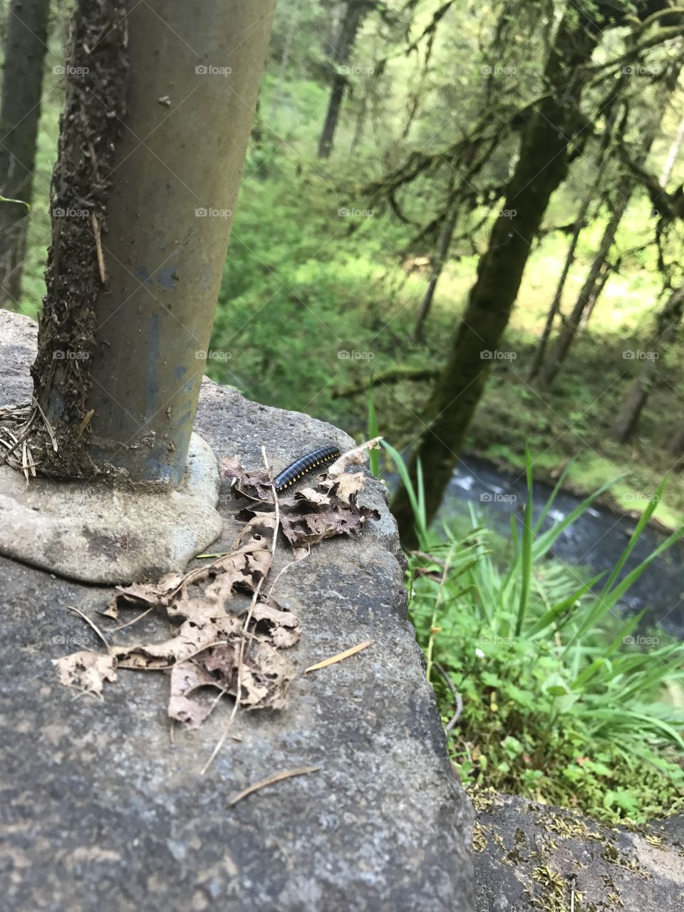 A bug in a big world 