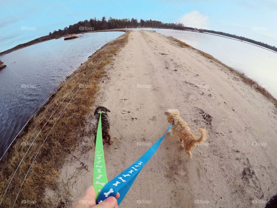 two smal dogs on leashes, hand seen, walking on a dirt road with bodies of water on both sides.