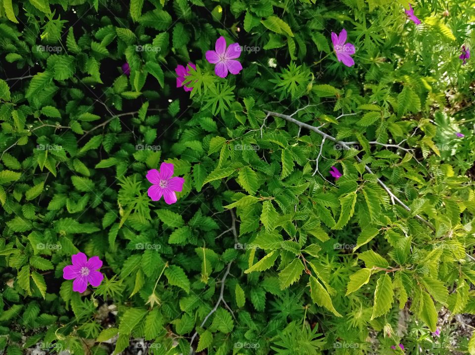 Pink flowers grow through the branches of the bushes. Summer. Sunny day.