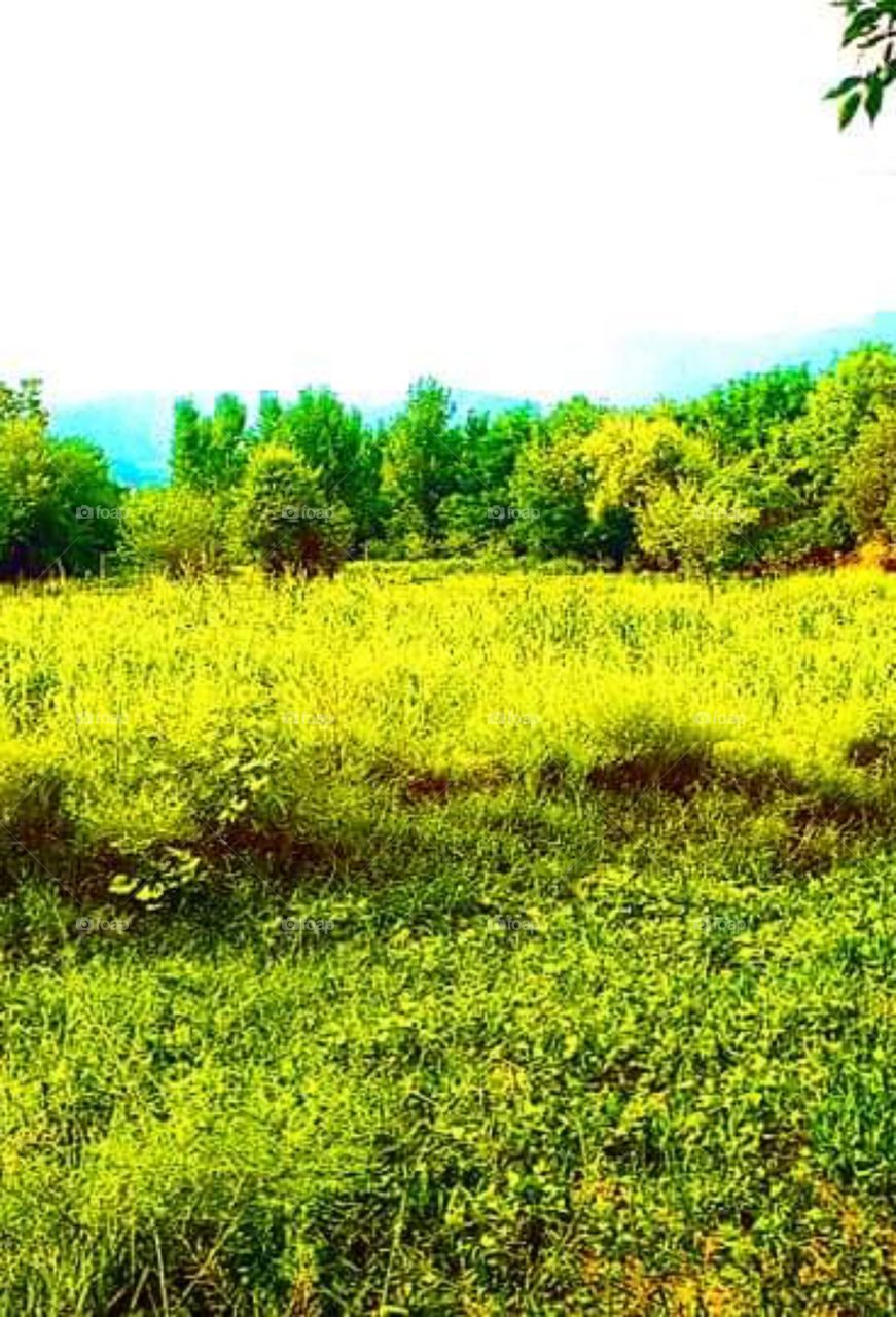 green fields and trees