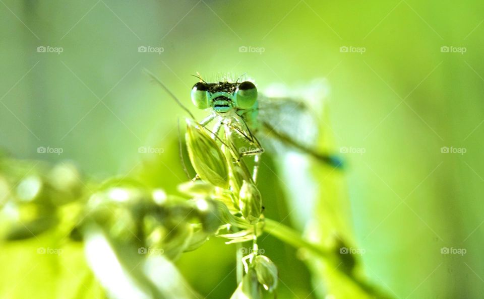 macro picture from an amgry looking blue dragonfly on a green plant with green background