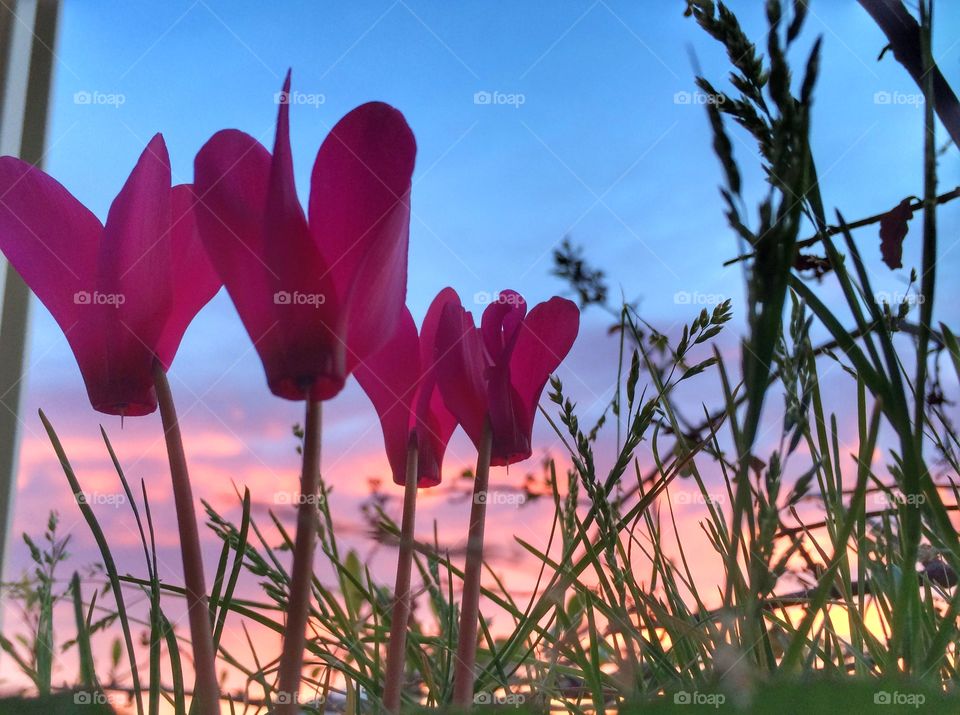 Ciclamini al tramonto