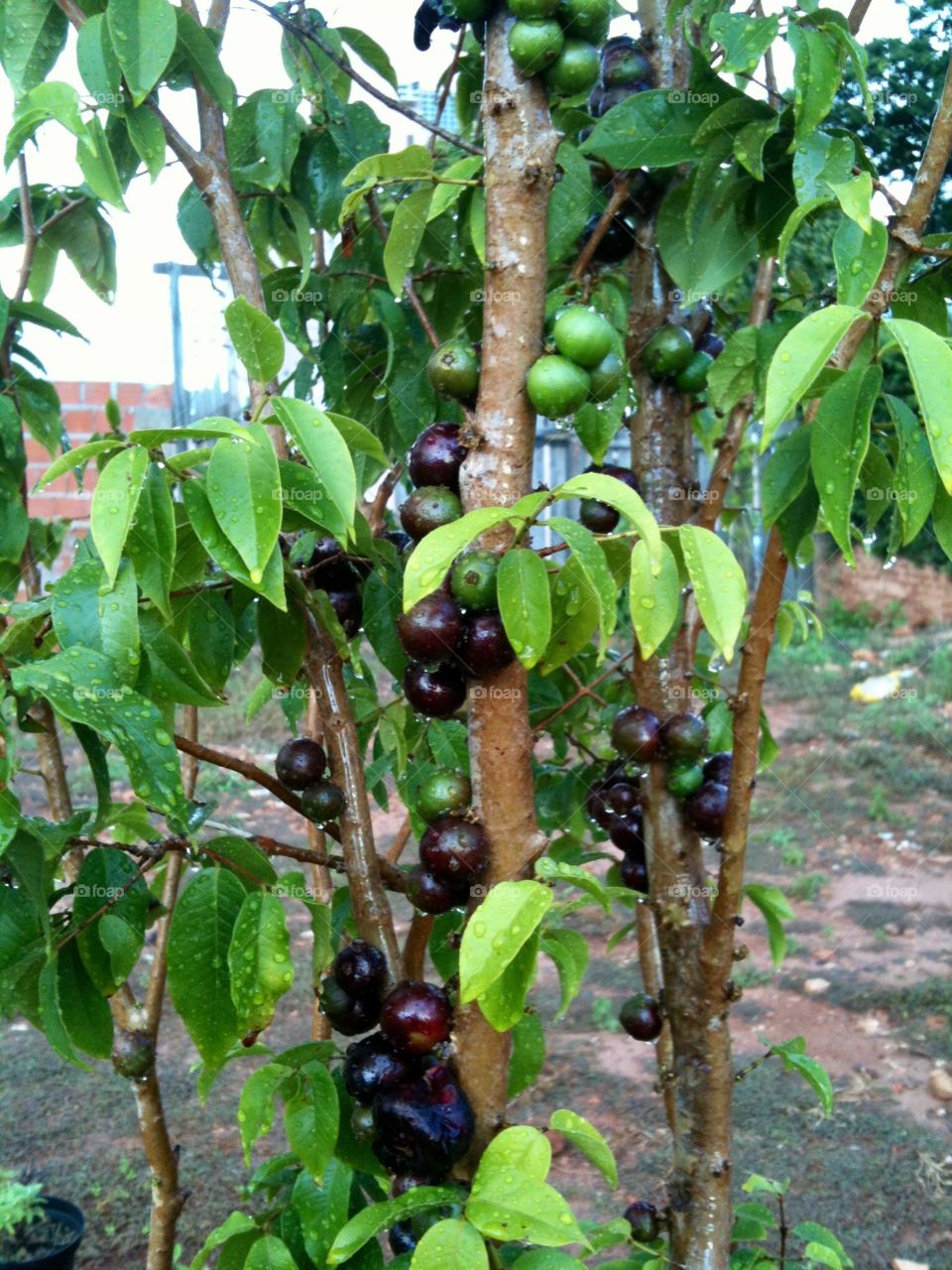 Jabuticaba tree