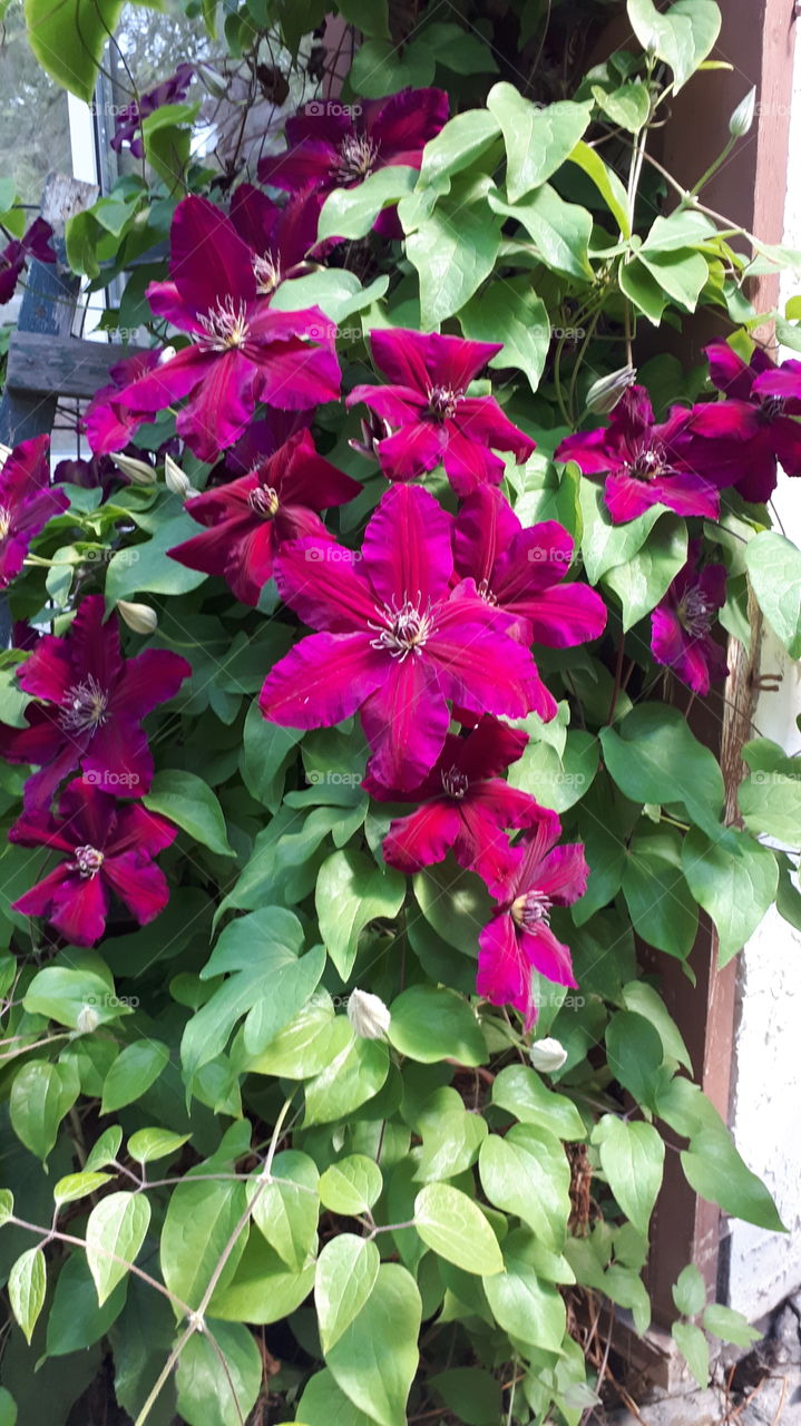 Clematis Rouge Cardinal Vine on Trellis