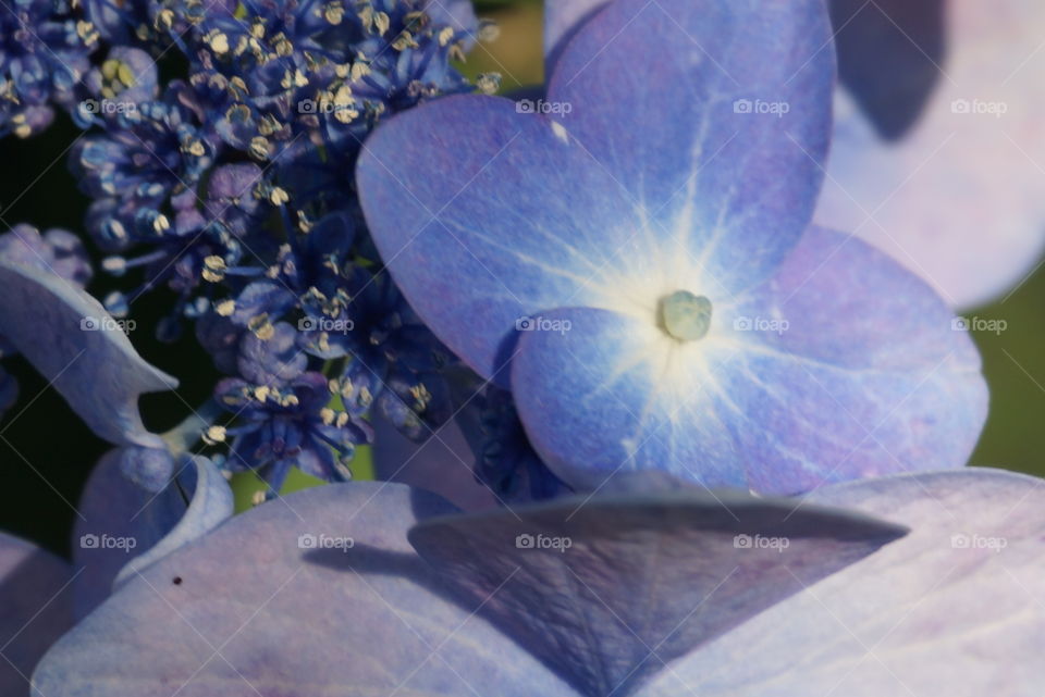 Hydrangea. Single hydrangea flower