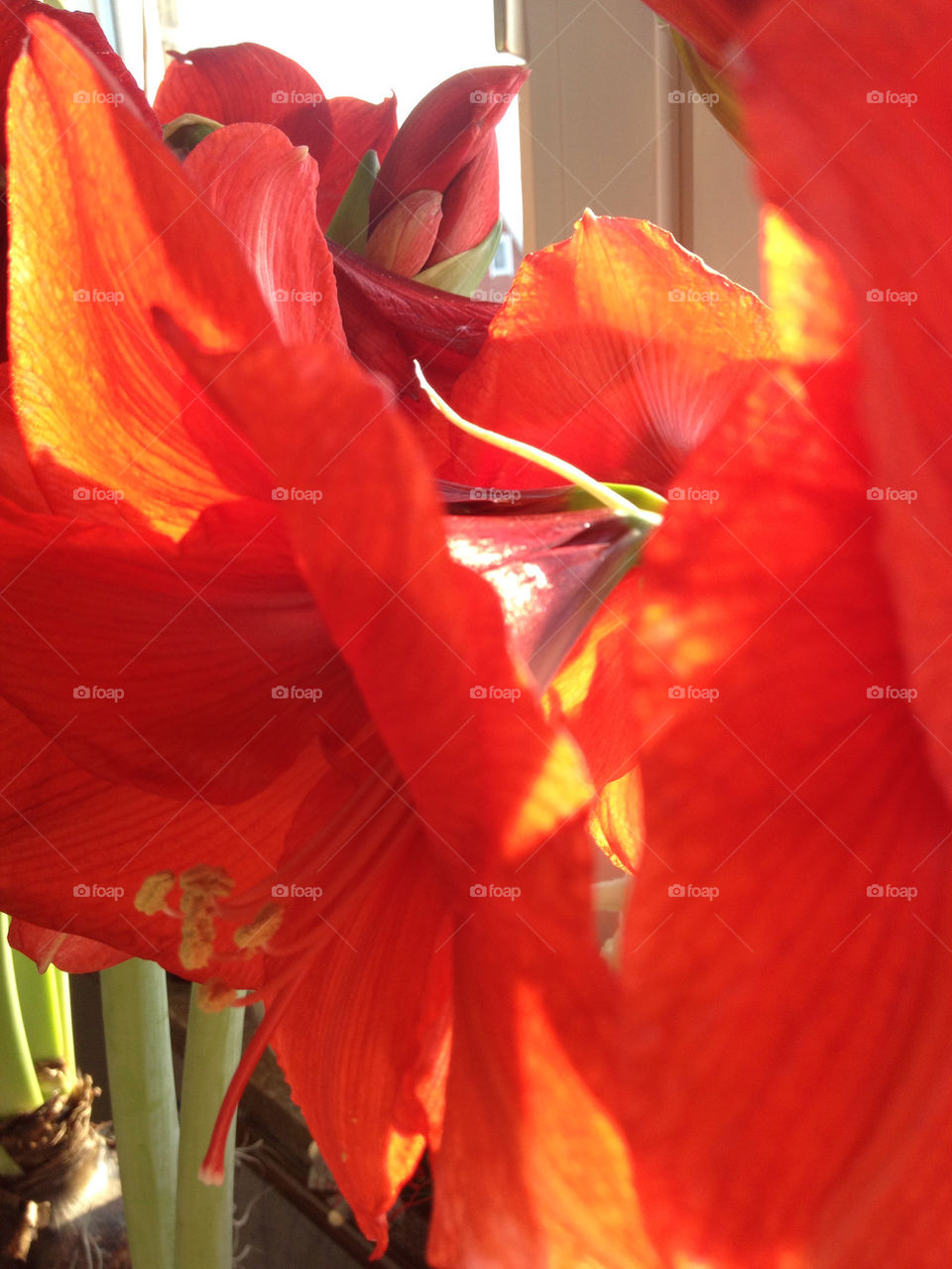 flower red amaryllis christmas by liselott