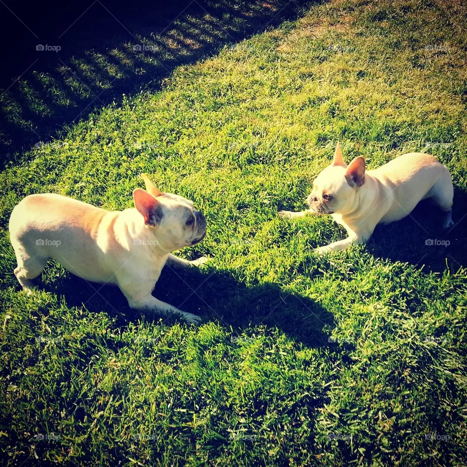 twins