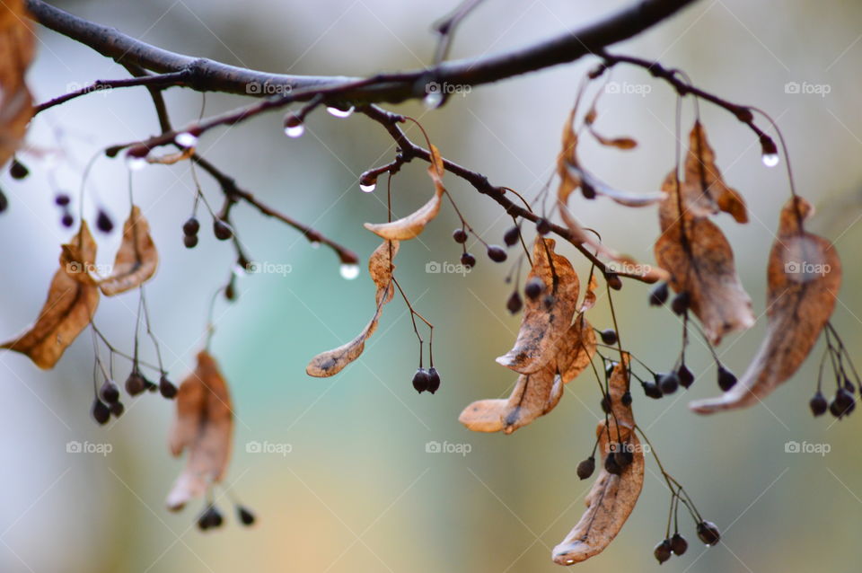 Forest in every season