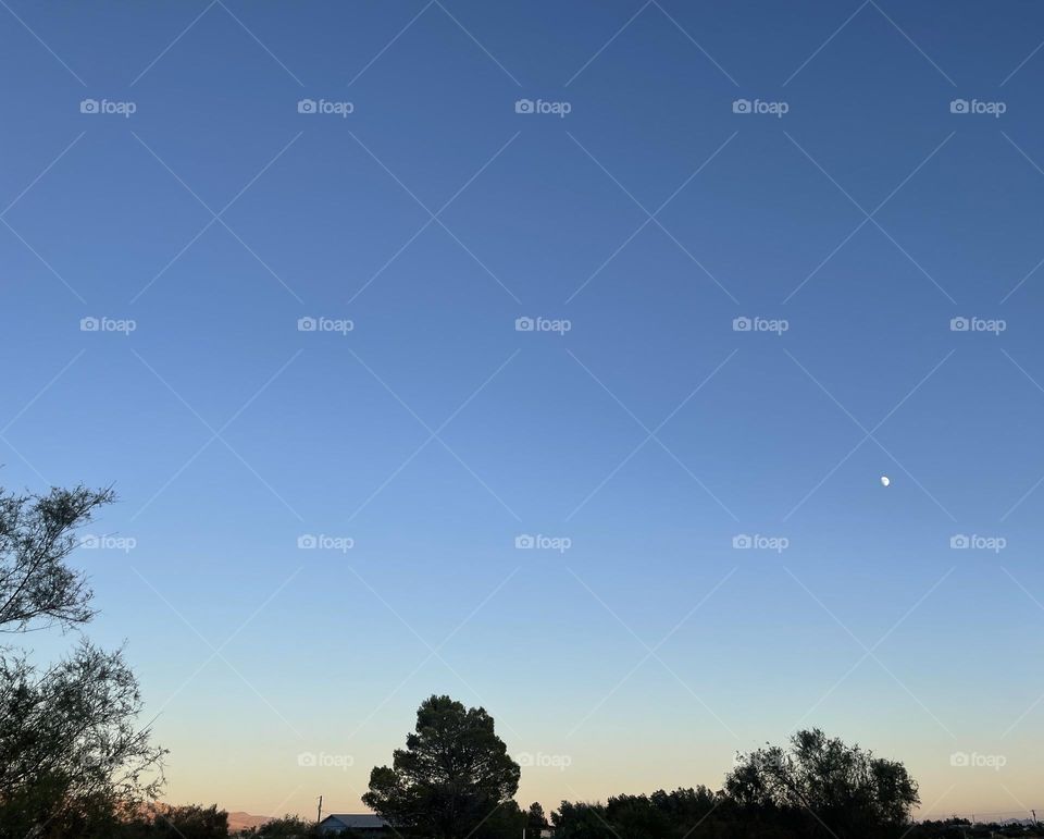 A sunset with trees and the moon to the right of the trees.