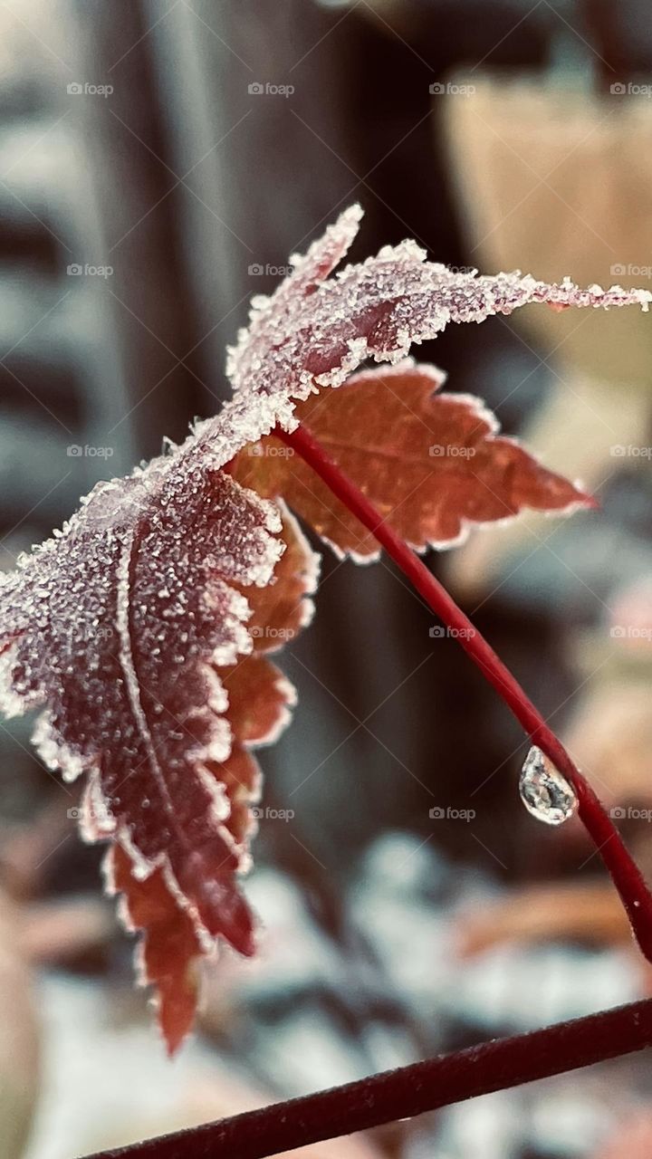 Autumn leave