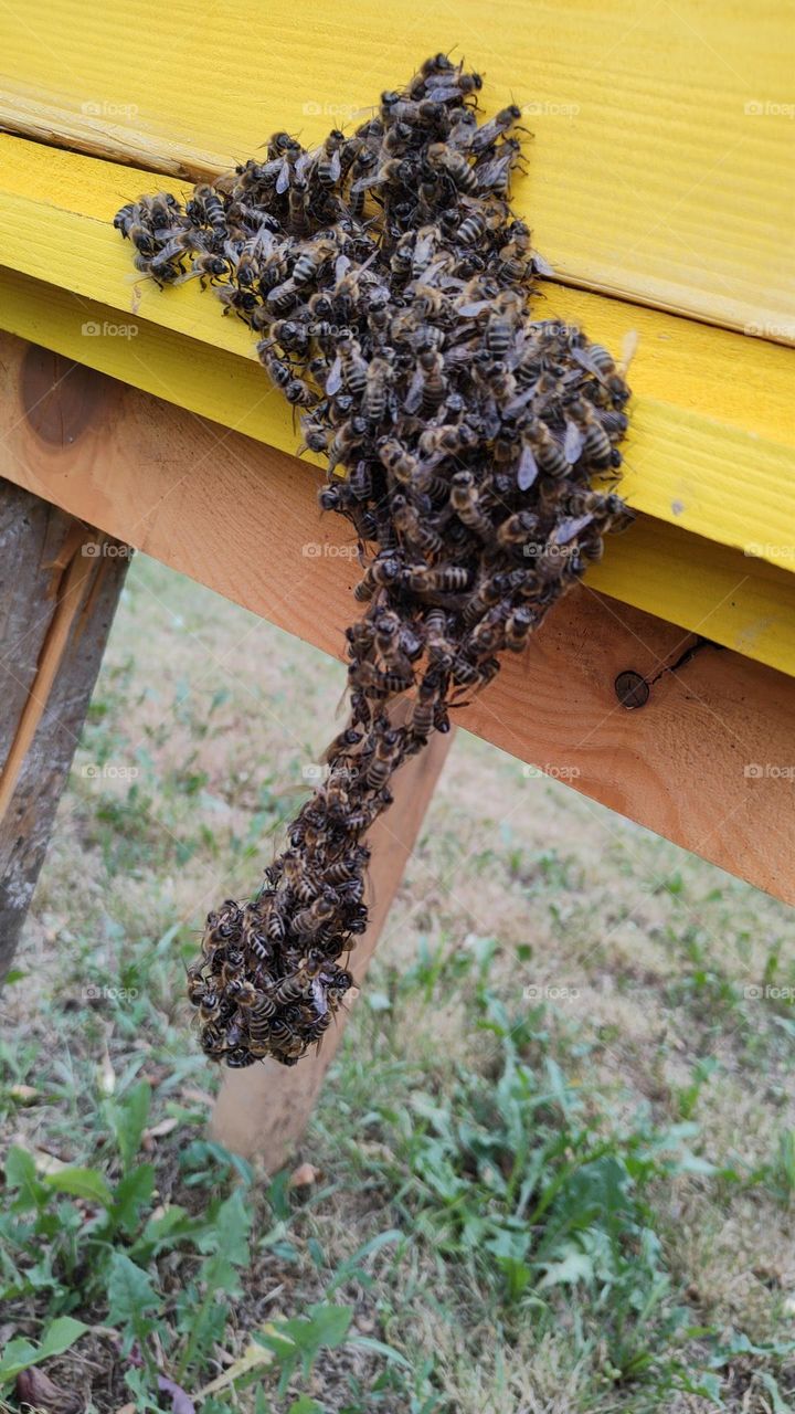 Bee chain