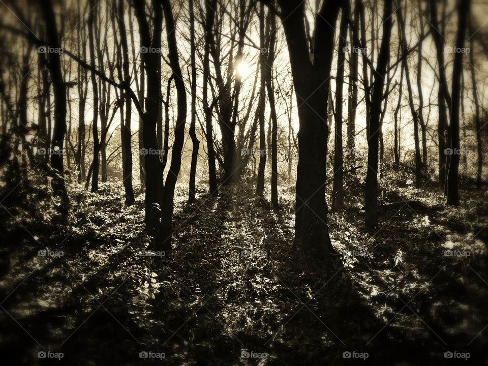 light shadow trees woods by olijohnson