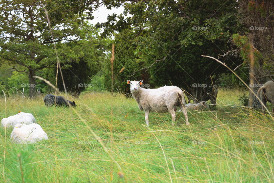 Grass, Hayfield, Farm, Agriculture, Field