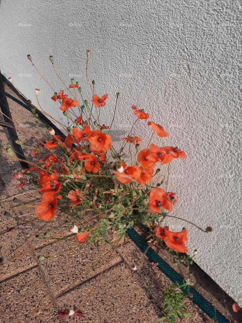 summertime- red poppies on terrace