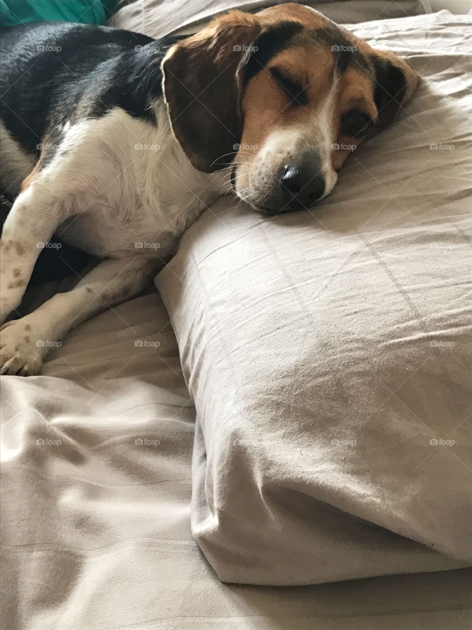 Beagle taking up his mommy's spot in bed!