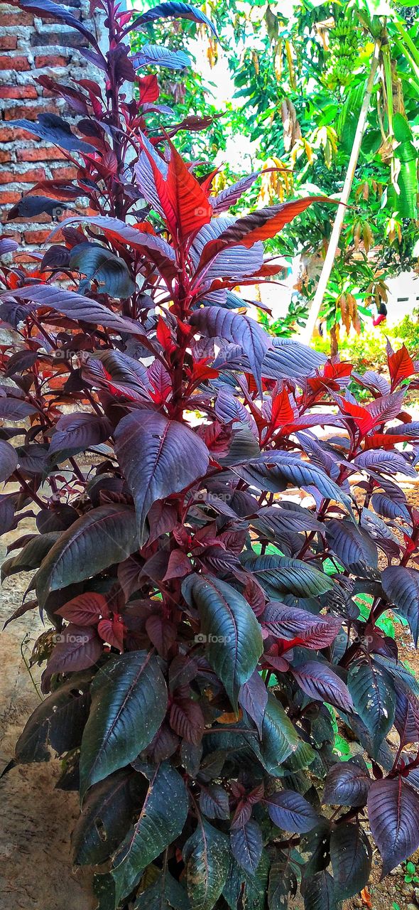Amaranthus cruentus is a species of flowering plant that produces the nutritious staple amaranth seeds.