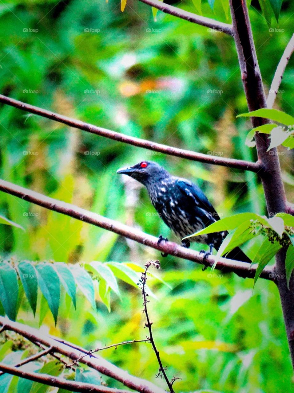 A Red Eyes Bird