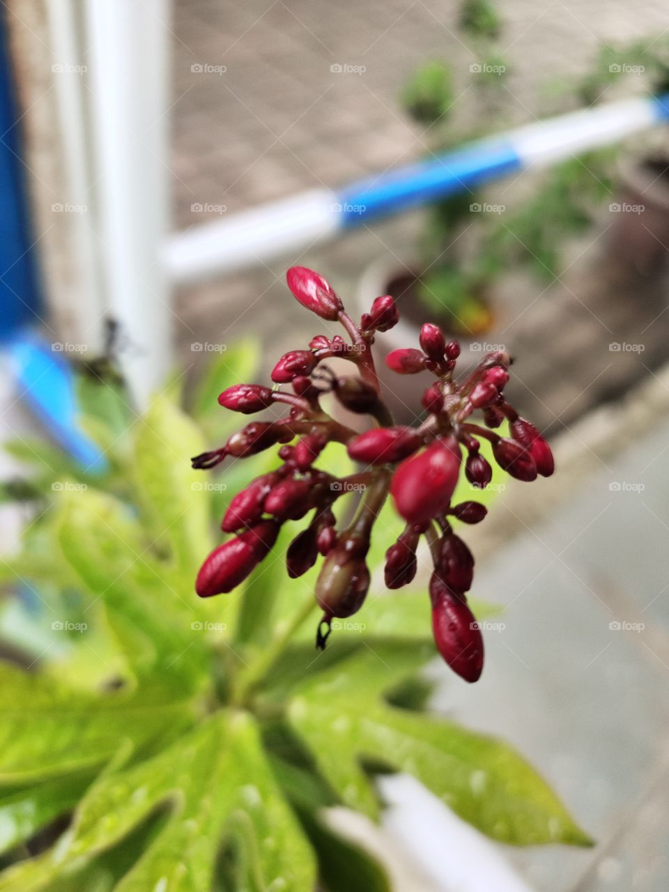 👁️📷👁️📷
Bud of Jetropha interregema
Red Beauty🏵️🏵️
Flora of the World