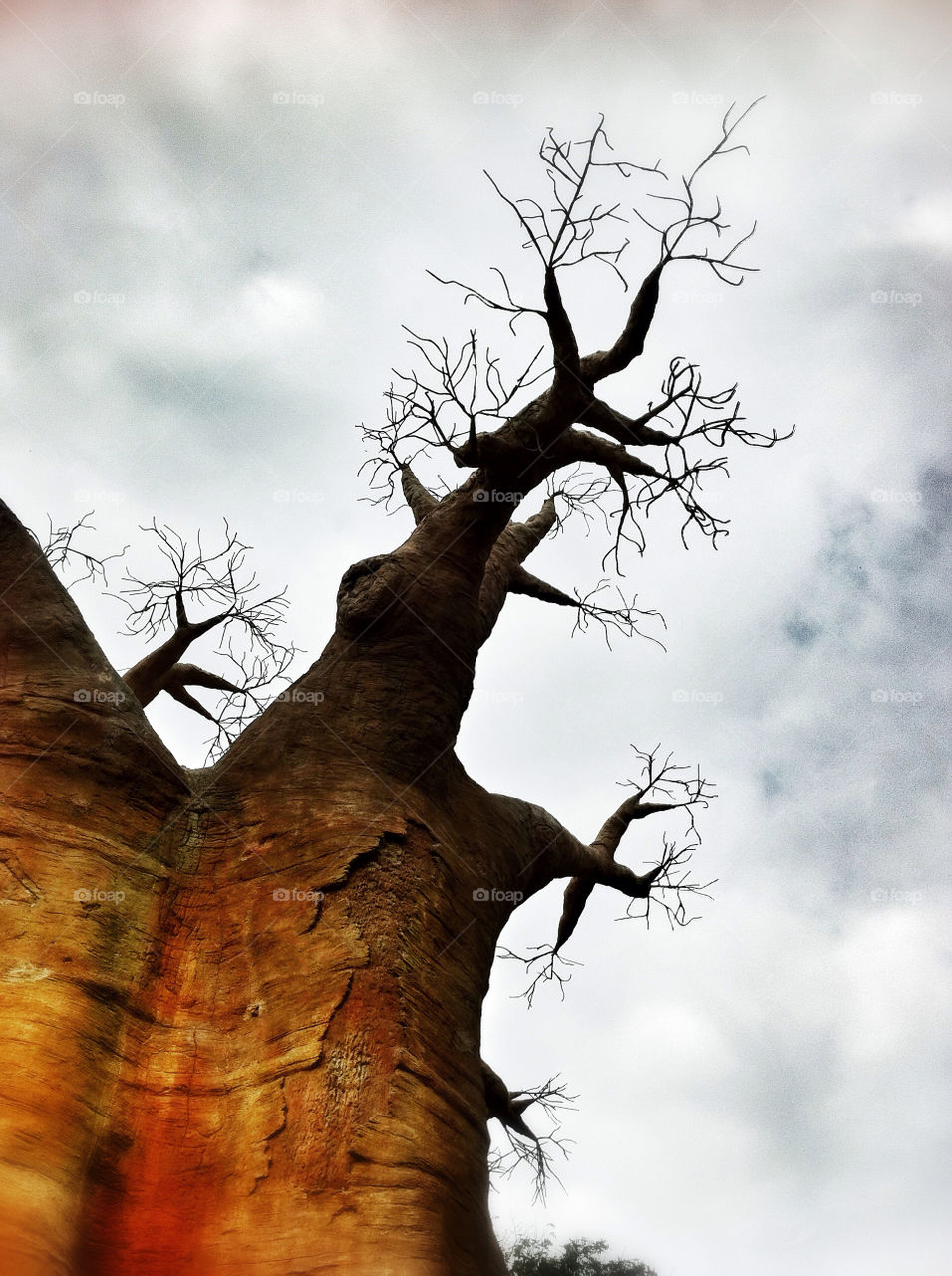 tree branches baobab old tree by inmacasado